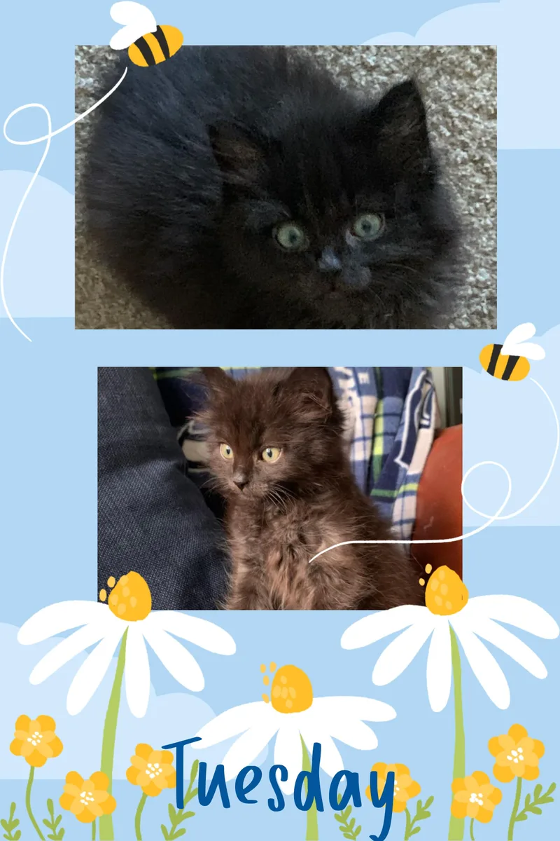 A baby medium-sized male Black Domestic Long Hair cat named Tuesday for adoption in Pasco, WA