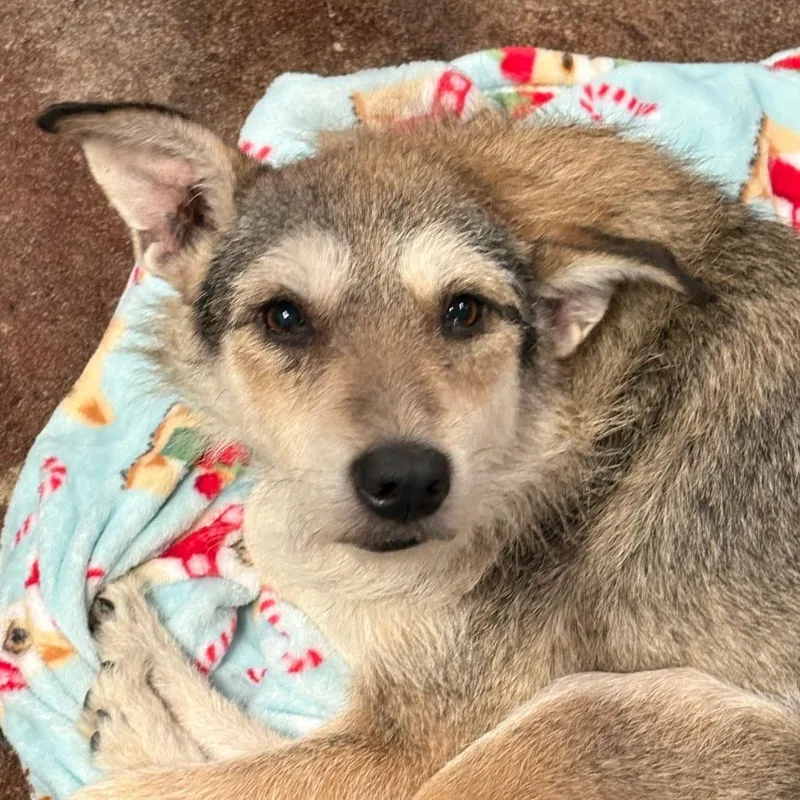 An adult medium-sized female Brown / Chocolate Standard Schnauzer dog named Swizzle for adoption in Tulsa, OK