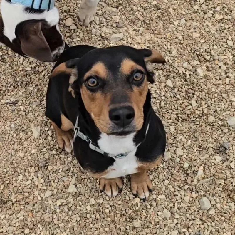 A young small-sized female Black Beagle dog named Fran Pr Crate for adoption in Union, MO