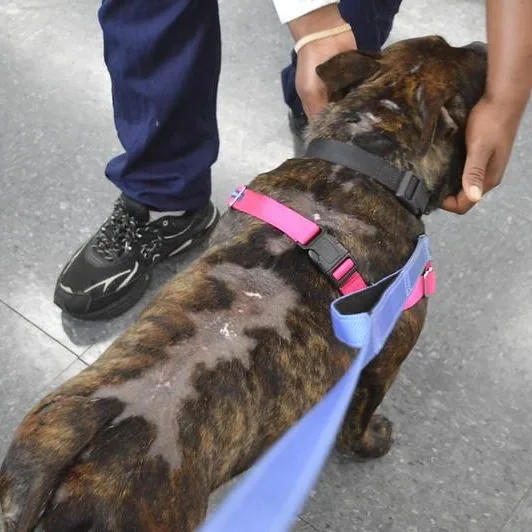 A young medium-sized female Brindle Mixed Breed dog named Dewey for adoption in Narberth, PA