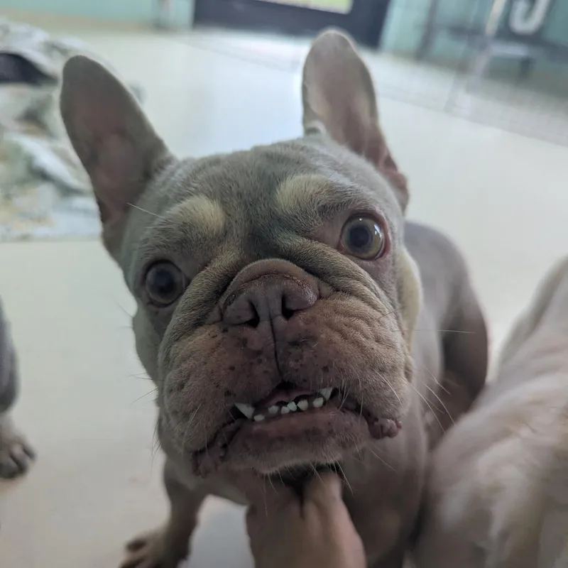 An adult small-sized female Gray / Blue / Silver French Bulldog dog named Prada for adoption in LOXAHATCHEE, FL