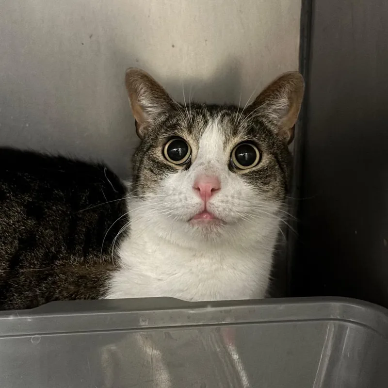 Garbanzo thumbnail 3