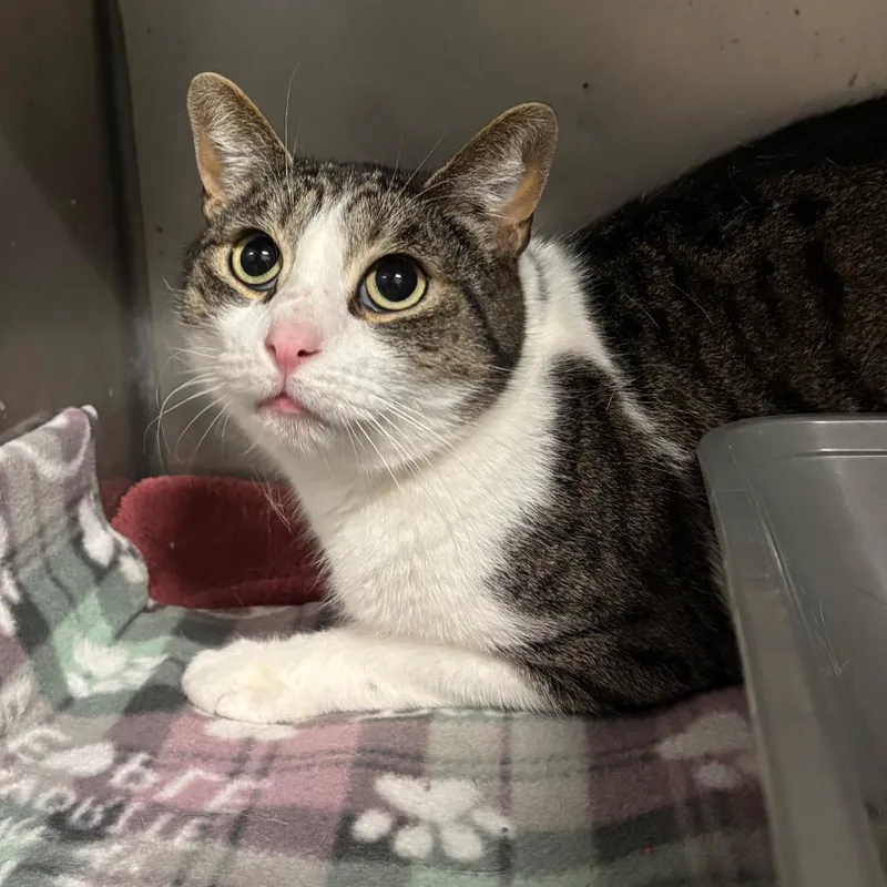 Garbanzo thumbnail 4