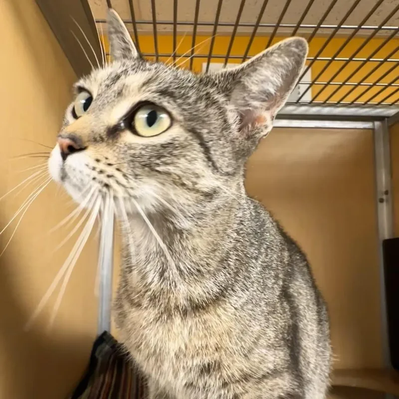 A young medium-sized female Brown / Chocolate Domestic Short Hair cat named The Cool Mom for adoption in Chesapeake, VA