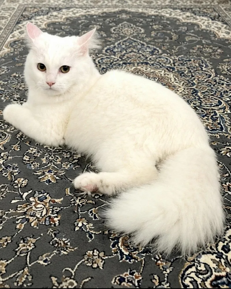 An adult medium-sized male White Turkish Angora cat named Oliver for adoption in Campbell, CA