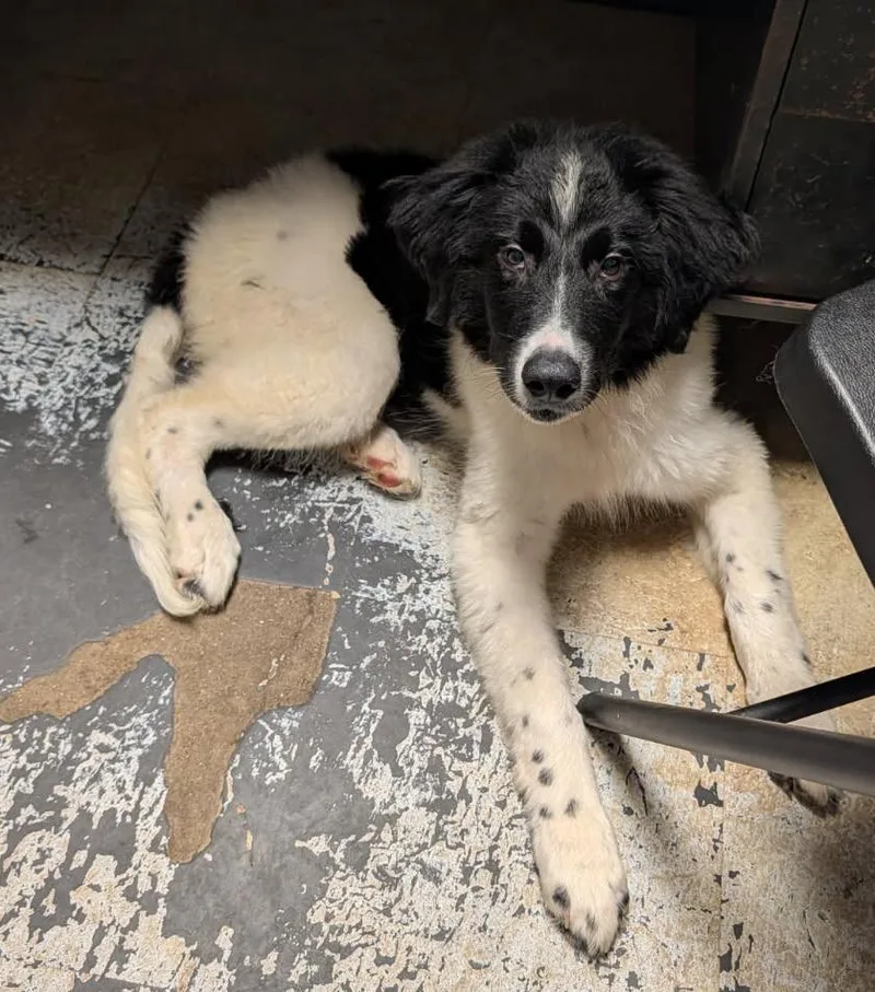 A baby medium-sized male Black Great Pyrenees dog named Luke Skybarker for adoption in Marietta, OH