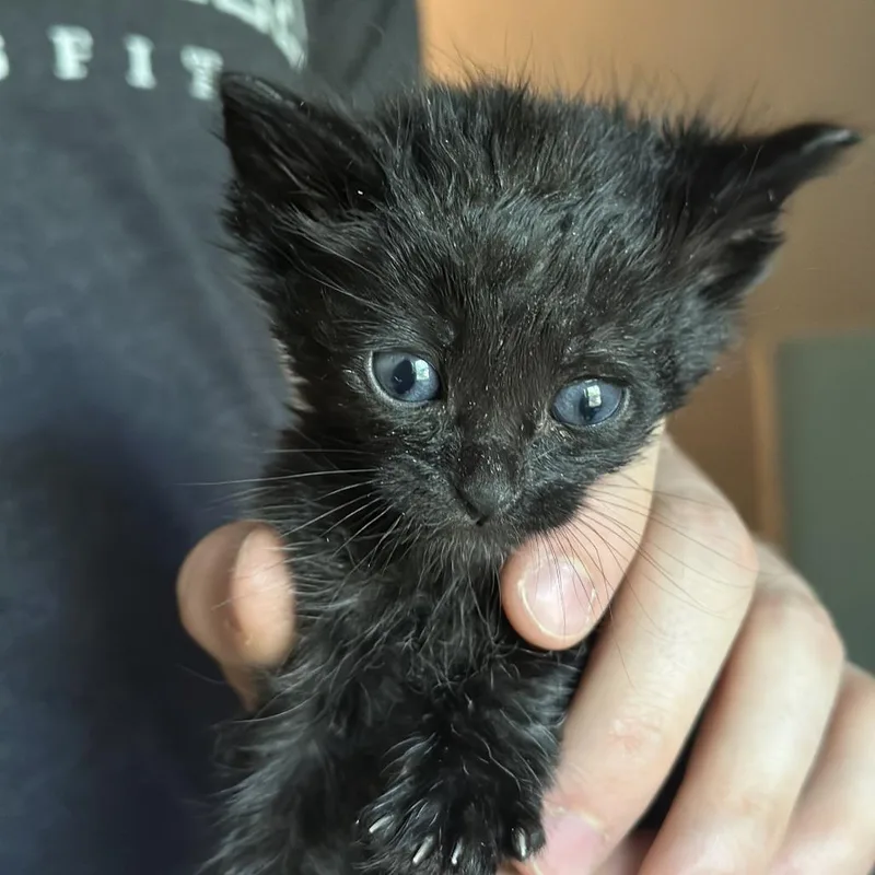 A baby small-sized male Black Domestic Short Hair cat named Darkwing for adoption in Roswell, GA