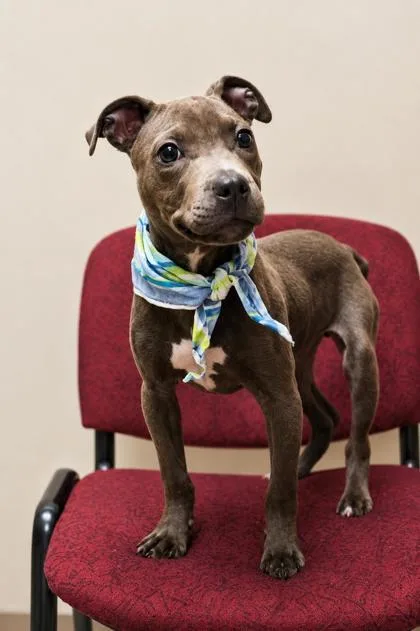 A baby small-sized male Brown / Chocolate Mixed Breed dog named Emre for adoption in Hamilton, OH