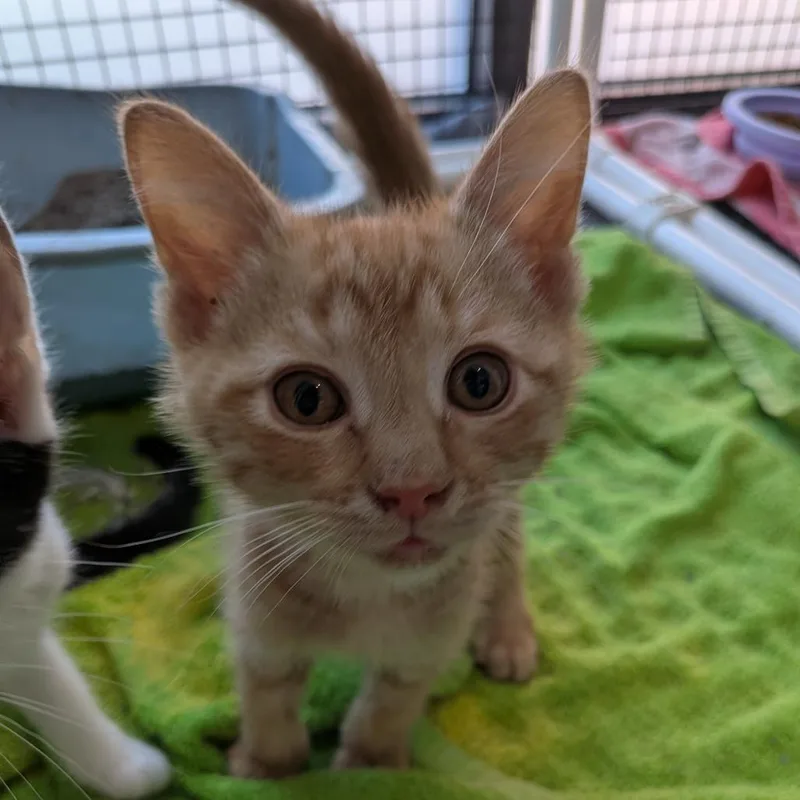 A baby small-sized male Orange / Red Domestic Short Hair cat named Tyrone Powers for adoption in Fairfax Station, VA