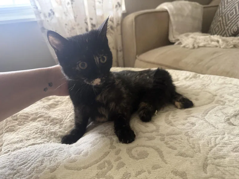 A baby medium-sized female Tortoiseshell cat named Squeak for adoption in Fenton, MO