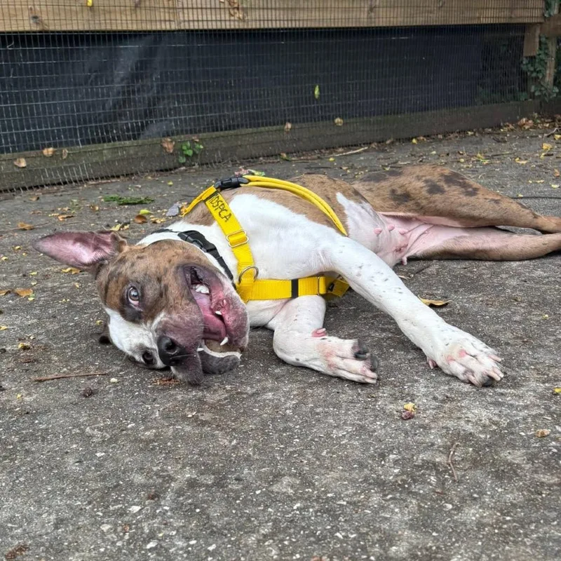 An adult large-sized female Brown / Chocolate Pit Bull Terrier dog named Whipney for adoption in Baltimore, MD