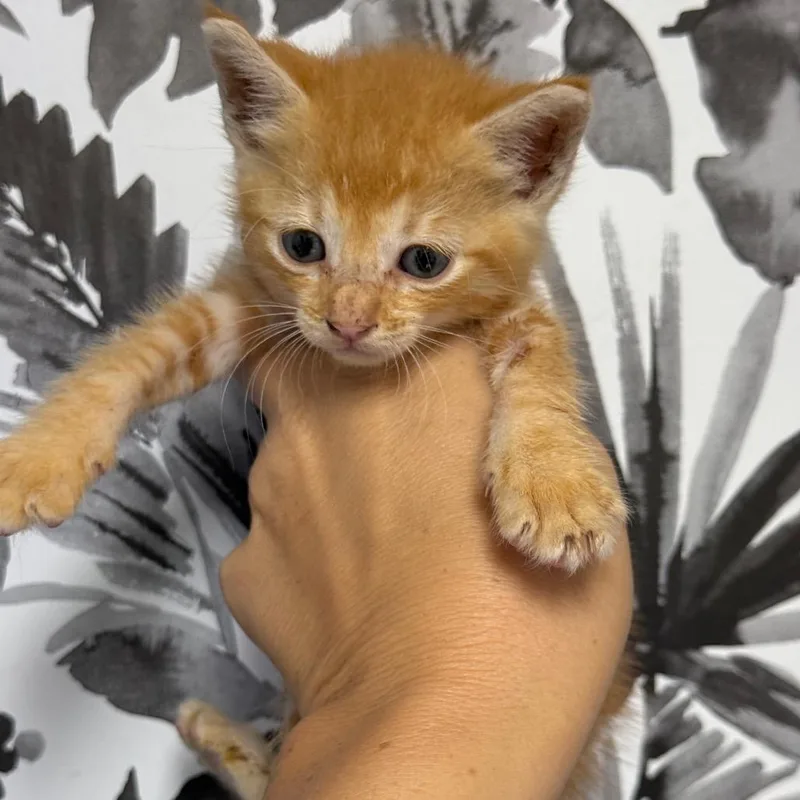 A baby small-sized male Orange / Red Domestic Short Hair cat named Ciabatta for adoption in Wahiawa, HI