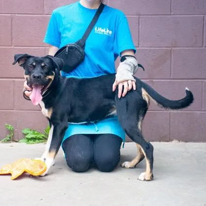 A young medium-sized female Mixed Breed dog named Lorikeet for adoption in Chamblee, GA