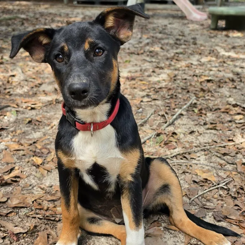 A baby medium-sized female Tricolor (Brown, Black, & White) Mixed Breed dog named Nala for adoption in BONIFAY, FL