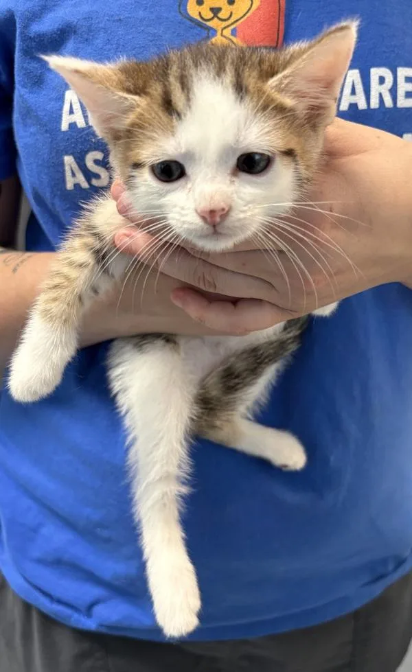 A baby small-sized female Domestic Short Hair cat named Kc for adoption in Lawrenceville, GA