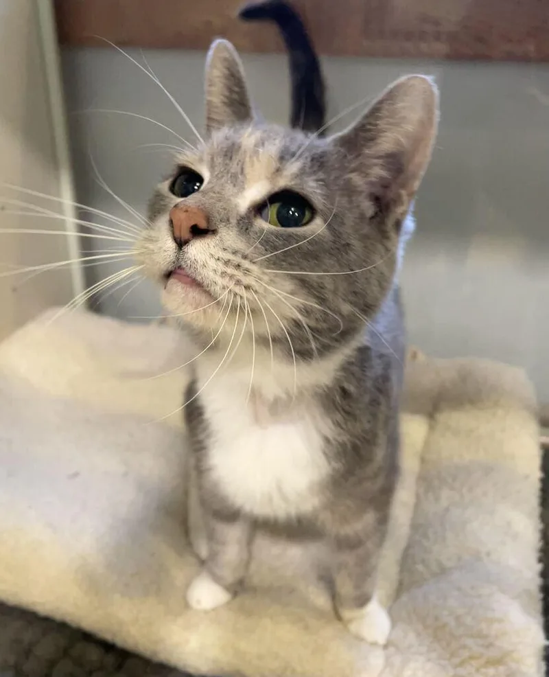 A senior medium-sized female Domestic Short Hair cat named Cally for adoption in Jackson, MI