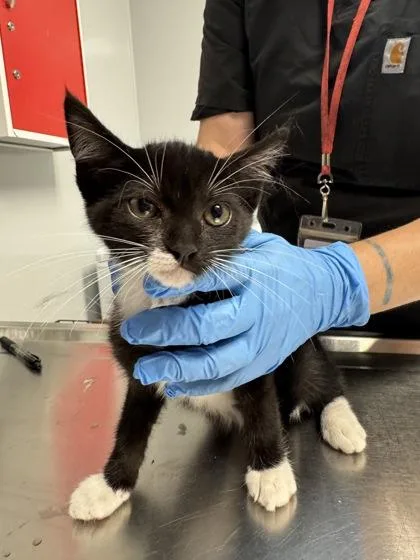 A young small-sized male Domestic Short Hair cat named B Bowie for adoption in North Charleston, SC