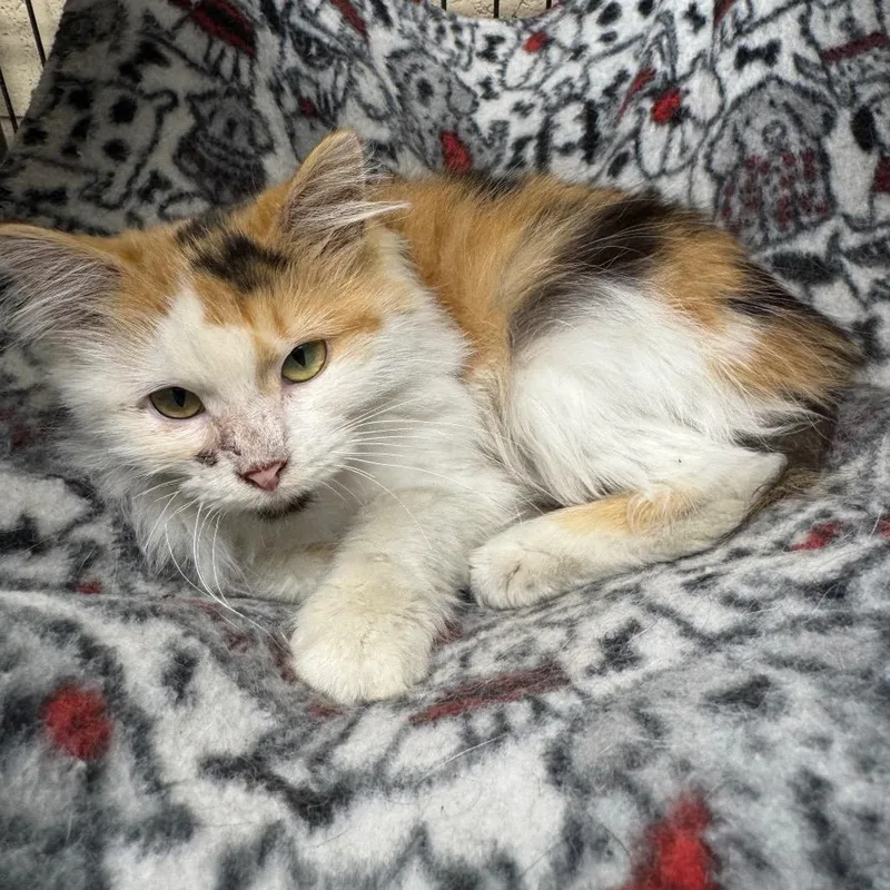 A baby small-sized female Calico Domestic Long Hair cat named Gracie for adoption in Kittanning, PA