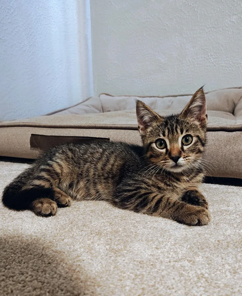A baby small-sized male Tabby (Brown / Chocolate) Domestic Short Hair cat named Bobby for adoption in Bloomsdale, MO