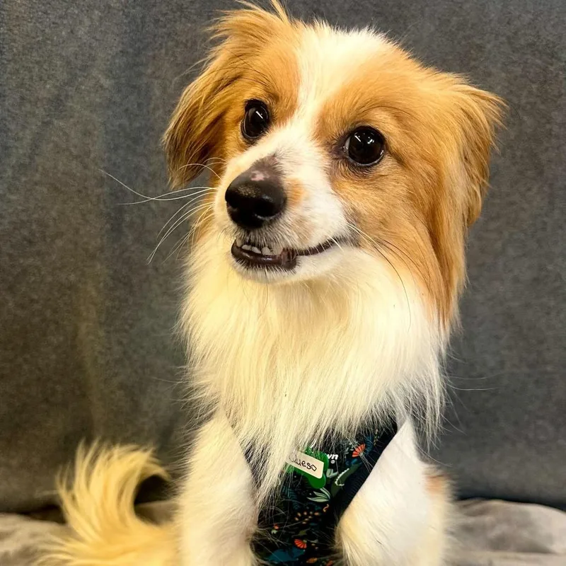 A senior small-sized male Brown / Chocolate Papillon dog named Queso for adoption in San Francisco, CA