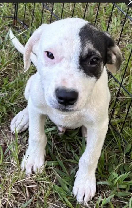 A baby medium-sized male Black Beagle dog named River Boat for adoption in Watertown, CT
