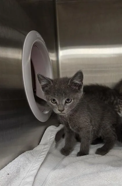 A baby small-sized female Domestic Short Hair cat named Smoke for adoption in Huntsville, AL