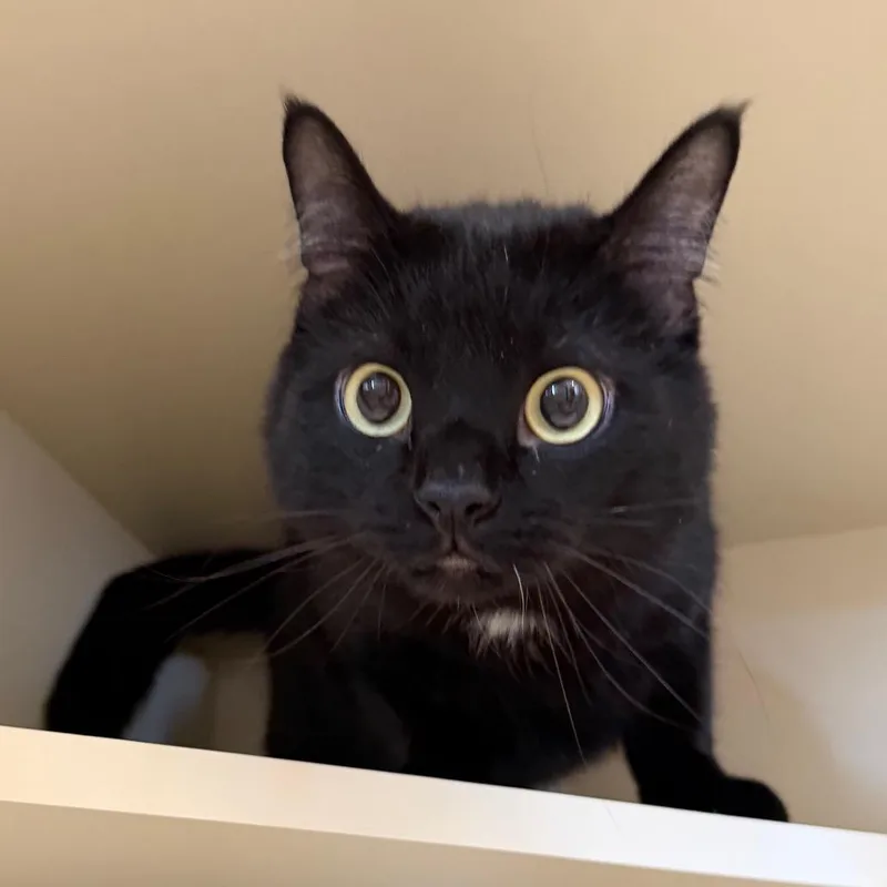 Echo