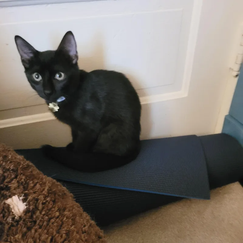 Purrrfect Bruno