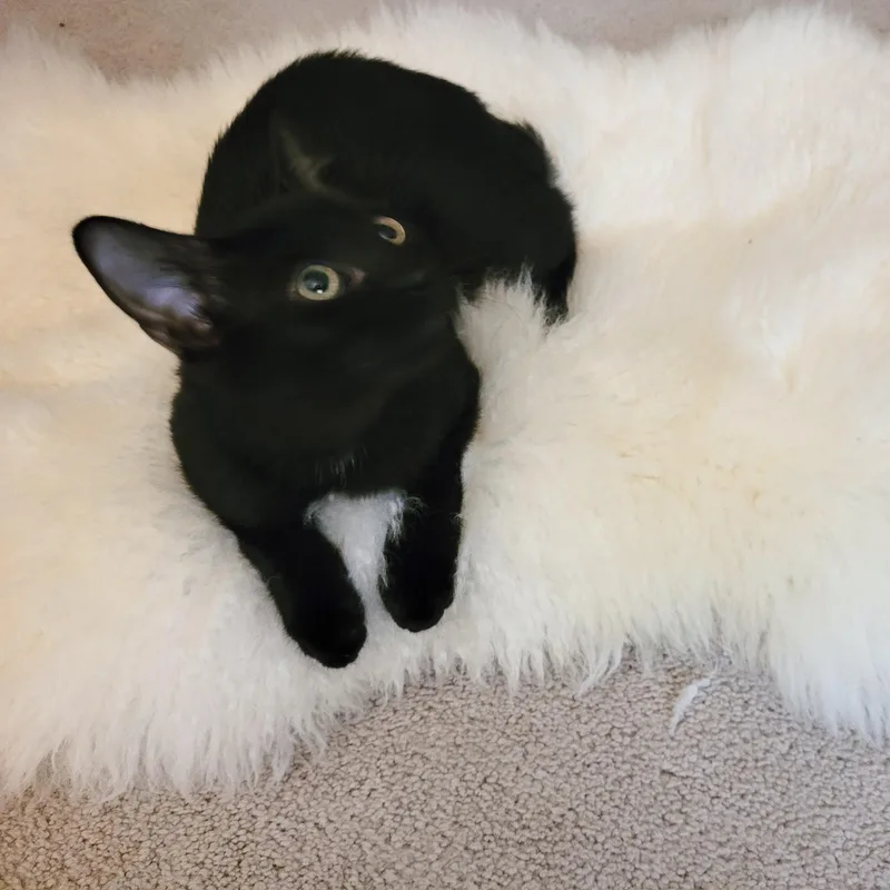 Purrrfect Bruno thumbnail 2