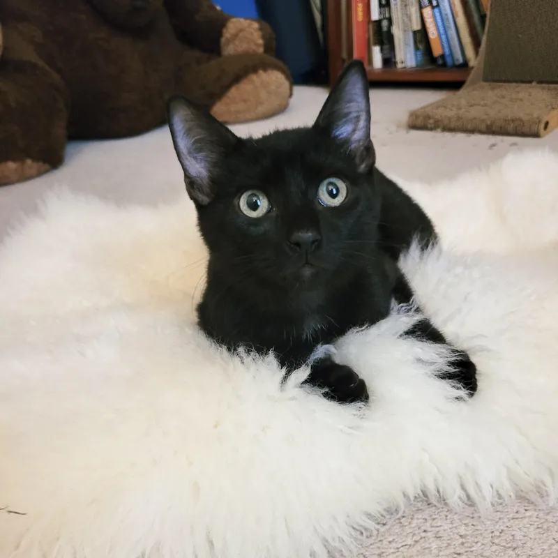Purrrfect Bruno thumbnail 3