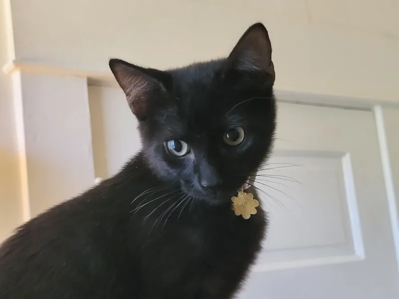 Purrrfect Bruno thumbnail 4
