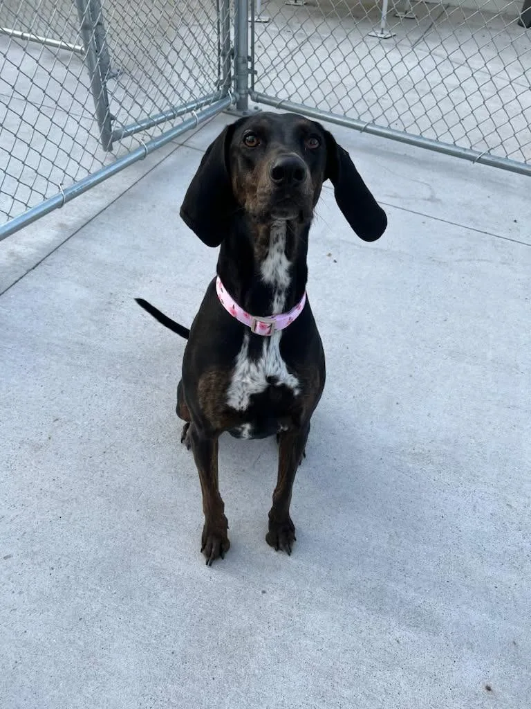 An adult large-sized female Plott Hound dog named Maggie for adoption in Muskegon, MI