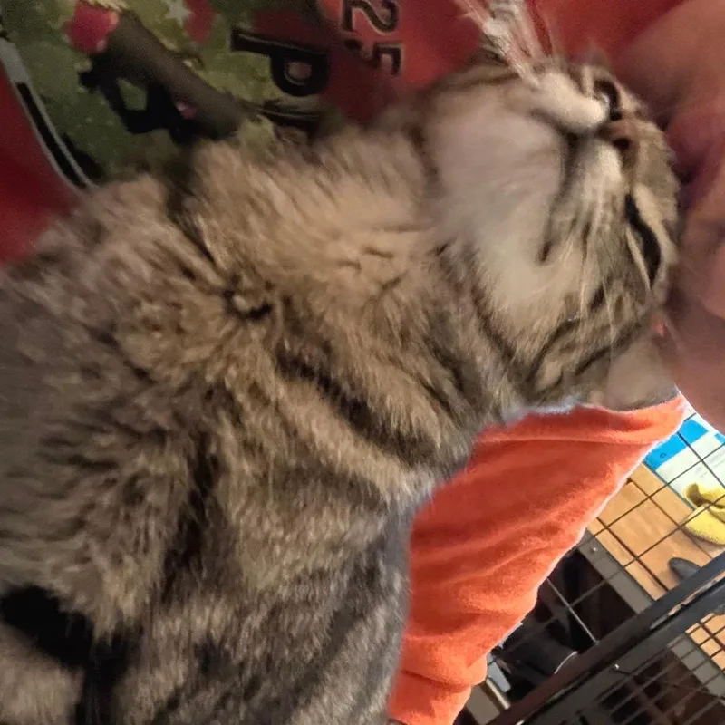 An adult medium-sized female Brown / Chocolate Domestic Short Hair cat named Snax for adoption in Austin, TX
