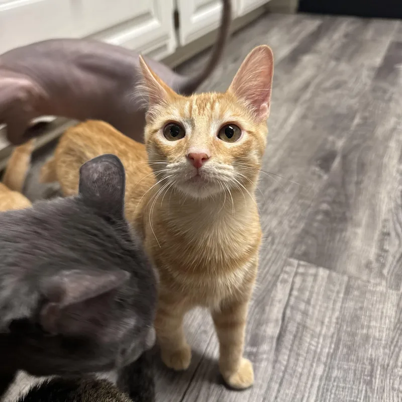 A young medium-sized male Orange / Red Domestic Medium Hair cat named Kodiak for adoption in North Richland Hills, TX