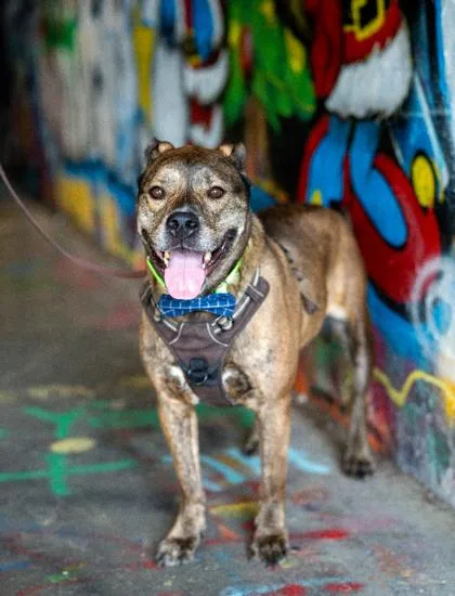 A senior large-sized male Pit Bull Terrier dog named Drako for adoption in Atlanta, GA