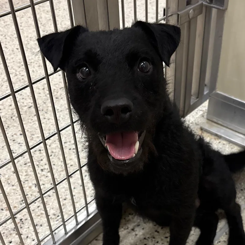 An adult small-sized male Black Terrier dog named Lincoln for adoption in Nashville, IN