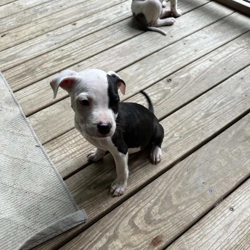 A baby medium-sized male Black Pit Bull Terrier dog named Ranger for adoption in Columbia, MO