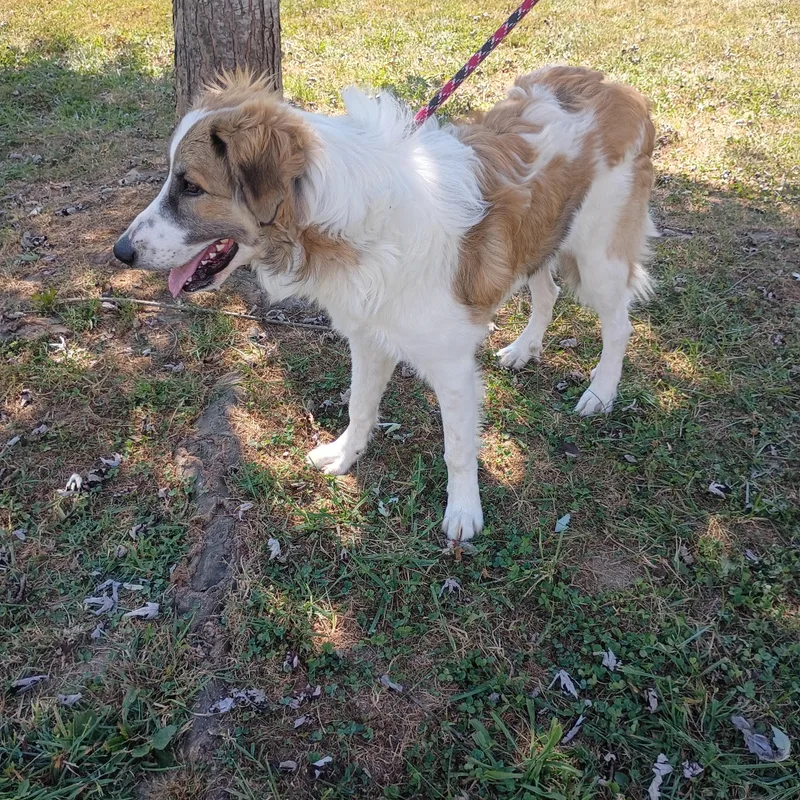 An adult medium-sized male Collie dog named Brutus for adoption in Maynardville, TN