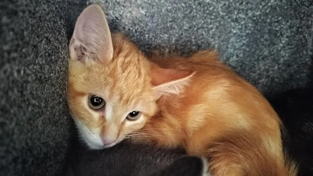 A baby small-sized male Domestic Short Hair cat named Boysenberry for adoption in Pueblo, CO