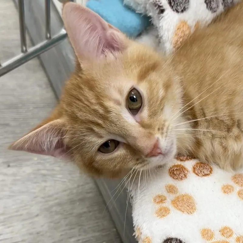 A baby small-sized male Domestic Short Hair cat named Mitch for adoption in Cumming, GA