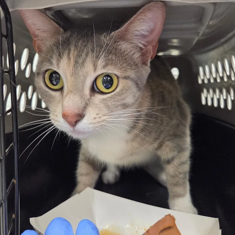 A young medium-sized female Torbie Domestic Short Hair cat named Sieglinde for adoption in Chattanooga, TN