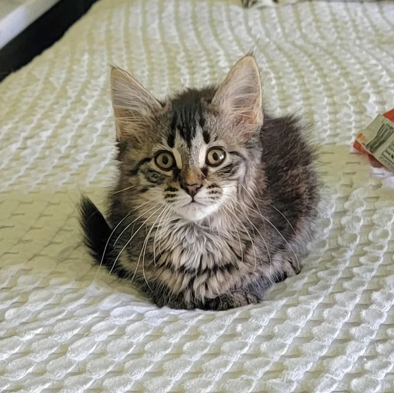 A baby medium-sized female Tabby (Brown / Chocolate) Domestic Medium Hair cat named Sammie for adoption in Wyandotte, MI