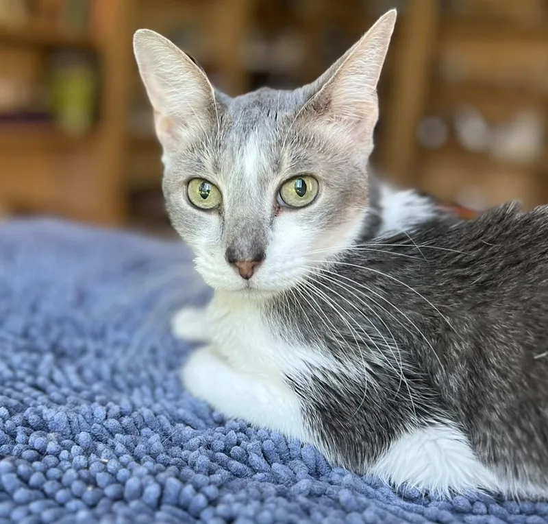 A senior small-sized female Domestic Short Hair cat named Gracie for adoption in valparaiso, IN
