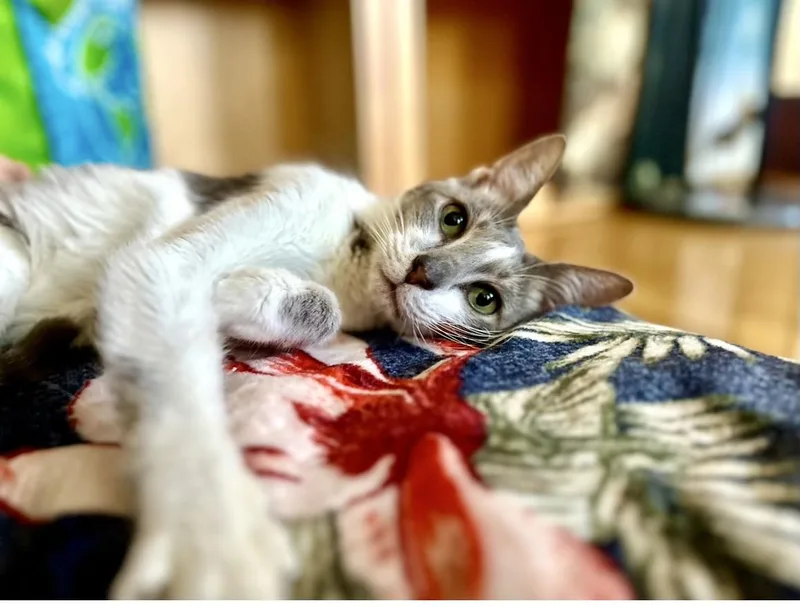 Gracie thumbnail 2