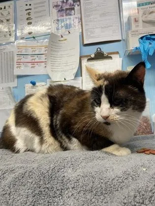 An adult small-sized female Domestic Medium Hair cat named Sweetie for adoption in Roseville, CA