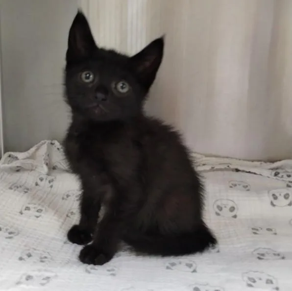 A baby small-sized male Domestic Short Hair cat named Raven for adoption in Alameda, CA
