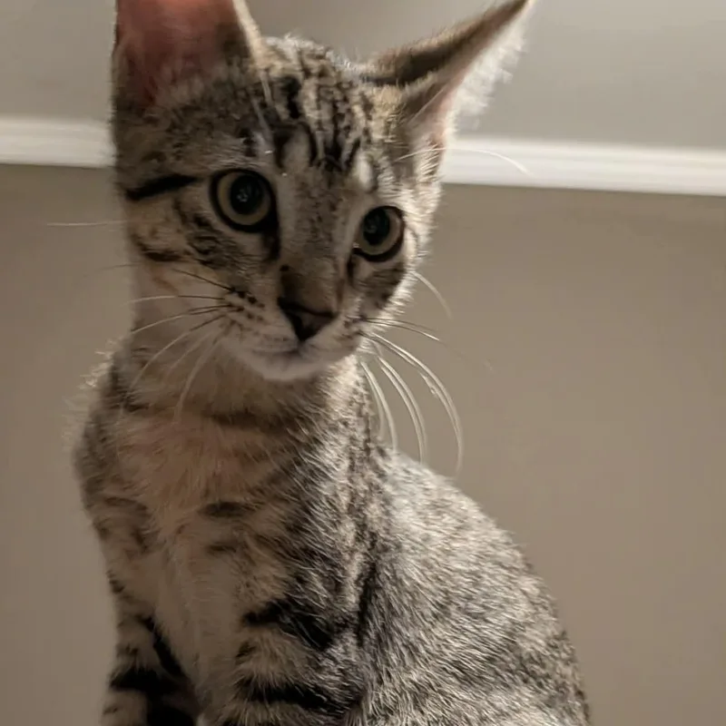 A baby medium-sized male Tabby (Brown / Chocolate) Domestic Short Hair cat named Hooligan for adoption in Memphis, TN
