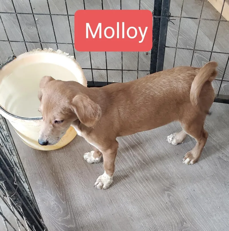 A baby small-sized male Chihuahua dog named Molloy for adoption in Albany, NY