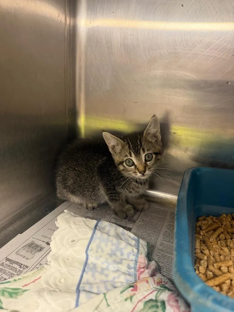 A baby small-sized female Domestic Short Hair cat named Minnie for adoption in Hopkinsville, KY