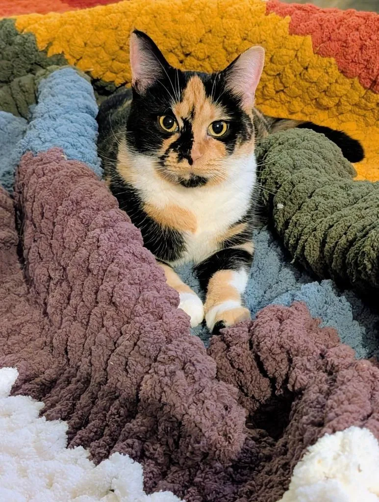 Macchiato thumbnail 2